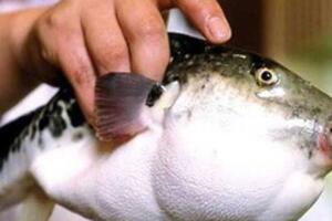 “Điếc không sợ súng” khi cá nóc độc trở thành… món ăn khoái khẩu