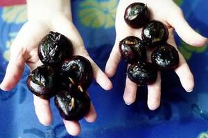 Mã thầy chữa vàng da, tiểu tiện bất lợiĐông y cho rằng mã thầy vị ngọt, tính mát, đi vào kinh phế và vị, có công dụng thanh nhiệt sinh tân, lương huyết giải độc, hóa đàm tiêu tích...