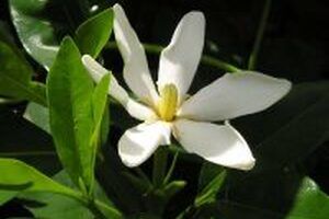 Cây dành danh – công dụng của cây dành dành