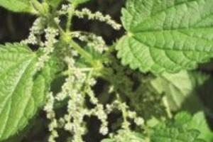 Tất tần tật công dụng của cây gai bạn nên biết