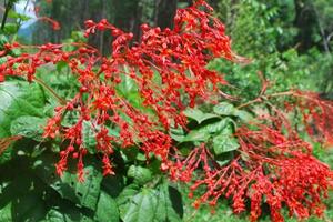 Xích đồng nam chữa "bệnh phụ nữ"Theo Đông y, Xích đồng nam có vị đắng nhạt, tính mát, có tác dụng thanh nhiệt, lương huyết, giải độc, khu phong, trừ thấp, tiêu viêm, lợi tiểu...