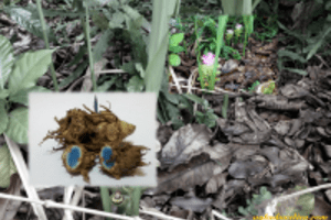 Những đặc tính và ứng dụng của nghệ đen đối với y học