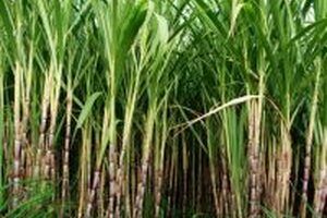 Cây mía chữa bệnh tiểu đường có được không?