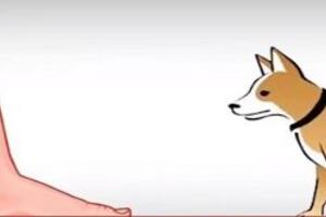 Xử trí khi bị chó/mèo cắn