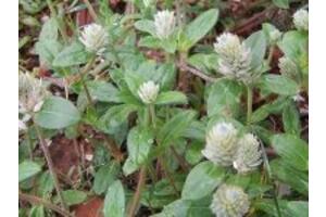 5 bài thuốc điều trị bệnh gout bằng thuốc nam