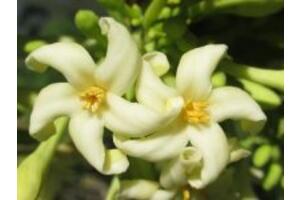 Gợi ý 3 cách chữa ho bằng hoa đu đủ đực