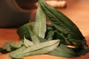 Cách chữa tổ đỉa bằng rau răm vô cùng đơn giản