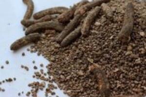 Cách chữa bệnh sỏi thận bằng chuối hột- bài thuốc hiệu quả đơn giản