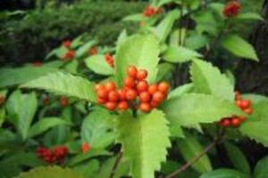 Cách chữa bệnh gút bằng thảo dược quen thuộc