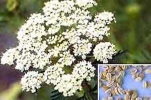 Xà sàng tử - Bảo bối của phái mày râu