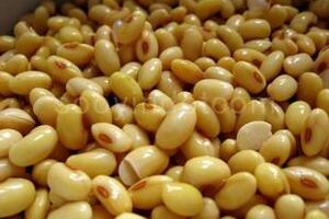 Đậu nành bảo vệ xương ở phụ nữ mãn kinhSử dụng các chế phẩm từ đậu nành có thể giúp bảo vệ xương ở phụ nữ lớn tuổi, đặc biệt là phụ nữ vừa mới mãn kinh.