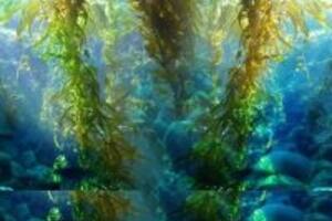 Fucoidan là gì? Lợi ích của Fucoidan với sức khỏe con người như thế nào?