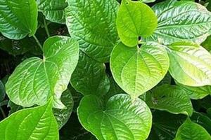 Cách chữa bệnh đổ mồ hôi chân tay bằng lá lốt cực hiệu quả