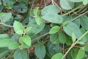 Thìa canh trị tiểu đường hạ mỡ máuĐể cùng tham khảo, dưới đây xin giới thiệu đôi điều về cây Thìa canh với nhiều thông tin có giá trị trong việc trị liệu chứng tiểu đường và làm giảm lượng cholesterol...