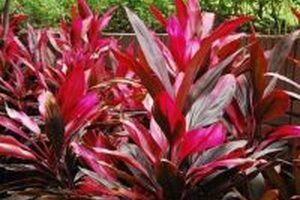 Cây huyết dụ chữa rong kinh – cứu tinh cho các chị em