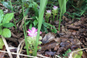 Nghệ đen chữa đau dạ dày mức độ nhẹ rất hiệu quả