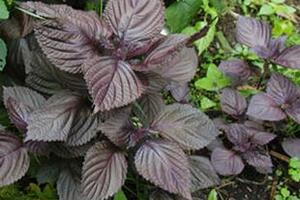 Tía tô - vị thuốc quýTía tô có tên gọi é tía, theo chữ Hán gọi là tử tô, Tử tô ngạnh. Sách “Bản thảo cương mục” gọi tử tô là Xích tô, tên khoa học Perilla frutescens L, họ hoa môi (Labiatae).