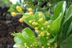 Ngâu, thuốc làm hạ ápĐông y cho rằng hoa ngâu có vị cay ngọt, được sử dụng làm thuốc trị tăng áp, kinh nguyệt không đều, trị sưng đau do té ngã…