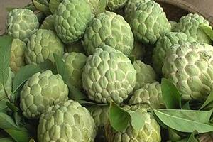 Na - quả ngon, nhiều công dụngTheo Đông y, quả na vị ngọt, chua, tính ấm; có tác dụng hạ khí tiêu đờm. Quả xanh làm săn da, tiêu sưng.