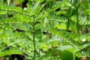 5 bài thuốc chữa bệnh gan nhiễm mỡ bằng thuốc đông y