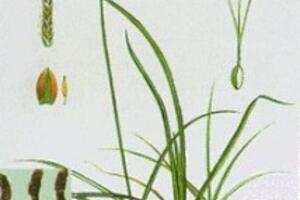Hương phụ và công dụng chữa bệnh của hương phụ