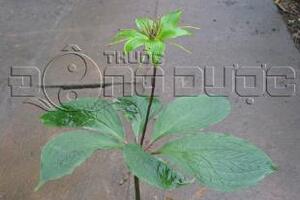 Độc cước liên thanh nhiệt giải độcĐông y cho rằng, Đôc cước liên có vị đắng cay, tính lạnh, quy vào kinh can, có công dụng thanh nhiệt giải độc...