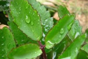 Cách sử dụng lá sống đời trị mụn trứng cá