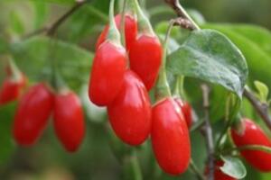 Món ăn - bài thuốc dễ nấu dưỡng gan, bổ gan