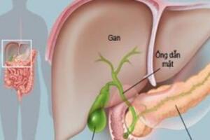 Xét nghiệm chức năng gan