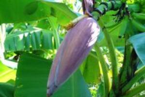 Hoa chuối và những công dụng tuyệt vời