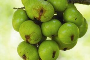 Bài thuốc thần kỳ từ trái sung đánh tan sỏi mật