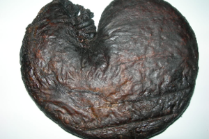 Dạ dày nhím Theo đông y thì dạ dày nhím có tác dụng: Lương huyết (mát máu), giải độc, làm hết đau, trĩ lậu ra huyết...