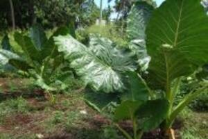 Củ ráy: Loại thuốc quý chữa mỡ máu hay