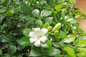 Nguyệt quới thuốc trị cảm, tiêu viêm Đông y cho rằng nguyệt quới có vị cay, đắng, tính hơi ấm có công năng giải biểu, tiêu viêm, gây tê, trấn kinh, khứ phong hoạt lạc; lá cây cũng tác dụng kích thích thu liễm.