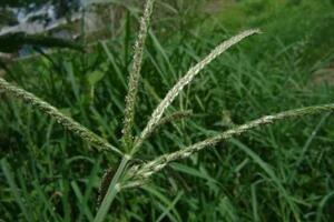 Cỏ mần trầu trị huyết áp caoĐông y cho rằng, cây có vị ngọt nhạt hơi đắng, tính mát, không độc, có tác dụng lương huyết, thanh nhiệt (làm ra mồ hôi), tiêu viêm, trừ thấp...