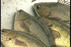 Cá rô trị đau lưng