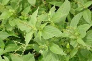 Ngưu tất: Loại thảo dược quý mà thiên nhiên ban tặng