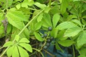 Cây giảo cổ lam – công dụng của cây giảo cổ lam