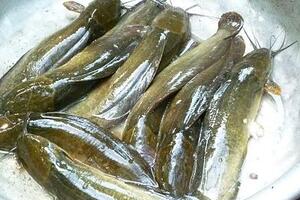 Cá trê, chữa suy giảm tình dụcTheo Đông y, thịt cá trê có vị ngọt, tính bình, không độc, có tác dụng bổ huyết, giảm đau, sinh tân, ích khí, thúc đẩy việc tạo sữa, lợi tiểu, tiêu thũng, bổ huyết.