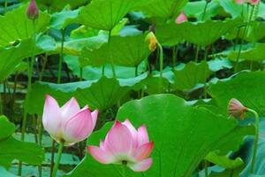 Tâm sen, không dùng làm thuốc tùy tiệnTâm sen là tim của hạt sen còn gọi là Liên tử tâm. Tên khoa học Embryo Nelumbinis. Tên vị thuốc là Liên tâm.