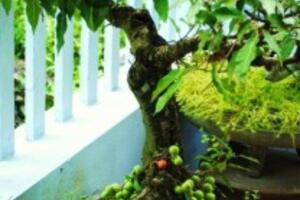 Phương pháp chữa bệnh trĩ  từ lá và quả sung