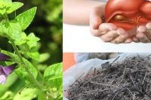 Các bài thuốc từ cây nhân trần điều trị bệnh gan hiệu quả