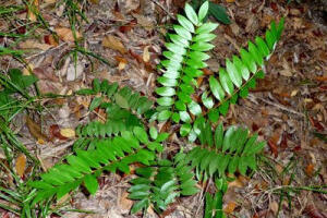 Công dụng của cây mật nhân