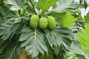 Bài thuốc quý chữa bệnh tiểu đường cực đơn giản từ lá sa kê