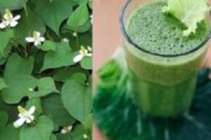 Các cách trị bệnh phụ khoa bằng rau diếp cá