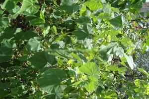 Đằng xay - Thuốc trị cảmĐông y cho rằng, Đằng xay có vị ngọt, tính mát, có công hiệu giảm đau do cảm gió, thanh huyết nhiệt, giải độc lọc máu, khai khiếu, hoạt huyết...