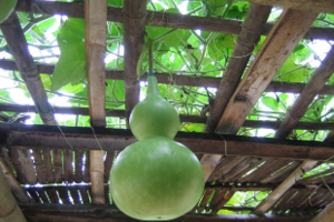 Bầu – lợi tiểu giải nhiệtCây bầu còn gọi là bầu nậm, bầu đất, bầu canh, tên khoa học Lagenaria siceraria (Molina) Standl, thuộc họ bầu bí (Cururbitaceae).