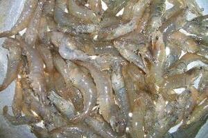 Tôm đồng chữa bệnhTôm đồng giàu đạm, kali, photpho, magiê, iốt và vitamin A, thịt tôm mềm xốp dễ tiêu hoá là thực phẩm dinh dưỡng thích hợp cho người già, người cơ thể suy nhược.