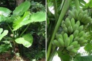 Tự chữa bệnh gout bằng củ ráy tại nhà hiệu quả