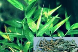 Đạm trúc diệp và tác dụng chữa bệnh
